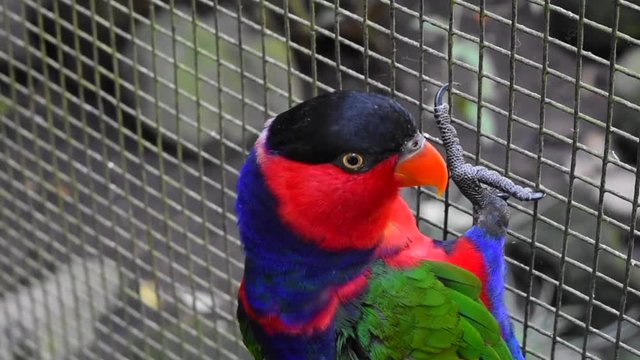 Lory parrot cute colorful bird