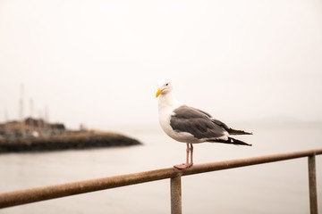 Seagull