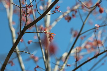 Ballet slipper blossom © Kaitlyn