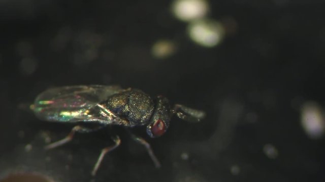 parasitoid, microhymenopteras, wasp, chacidoid, economic, hymenoptera, parasitic, entomology, biocontrol, experimental, coleoptera, bug, insect, animal, macro, nature, closeup, brown, wildlife, wild, 