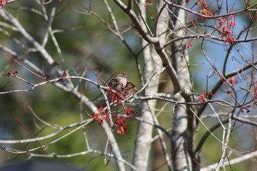 bird on branch