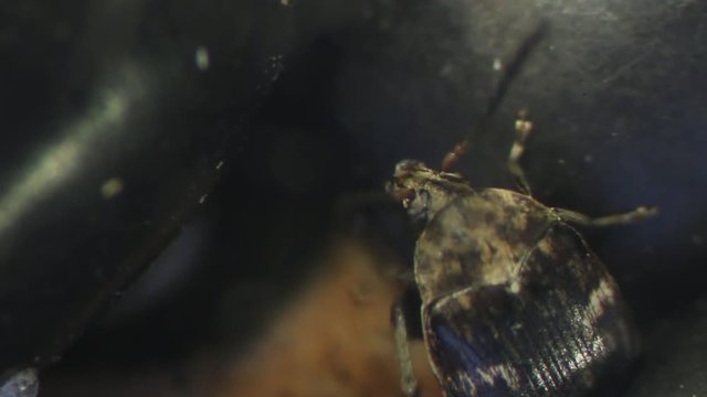 bean weevil cleaning antennae bruchid Zabrotes subfasciatus