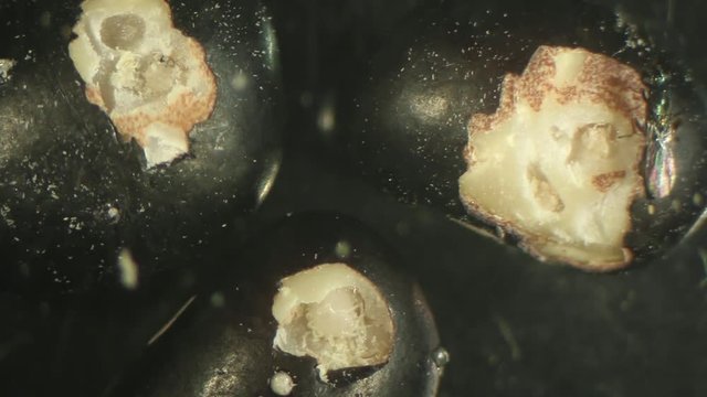 Bruchid larvae exposed to parasitic wasps, entomology, laboratory set up