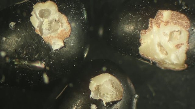 Bruchid larvae exposed to parasitic wasps, entomology, laboratory set up