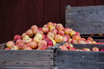 Fresh apples in wooden crate