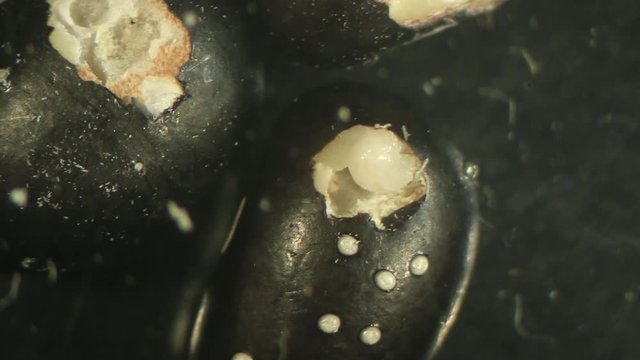 Bruchid larvae exposed to parasitic wasps, entomology, laboratory set up