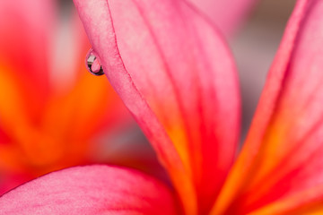 Fototapeta na wymiar Pink frangipani with water drops - Plumeria