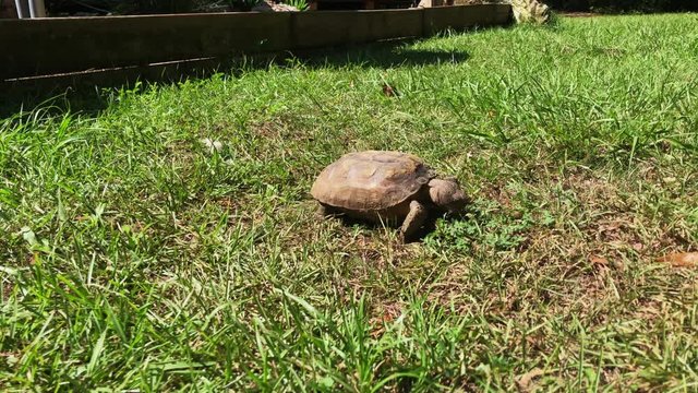 Juvenile Gopher Tortoise eating weeds and grass in a Florida lawn.