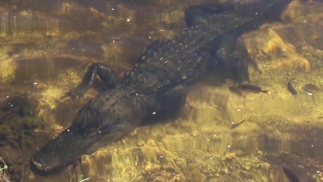 Aligator in the everglades. Recorded with a canon 6d in 2016.