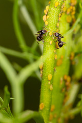 アブラムシと戦うアリ