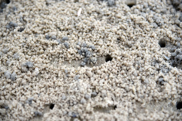 Crab making sand balls on the beach. Ghost crab. Sand crab.