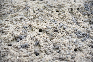 Crab making sand balls on the beach. Ghost crab. Sand crab.
