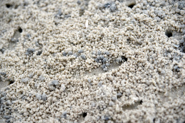 Crab making sand balls on the beach. Ghost crab. Sand crab.