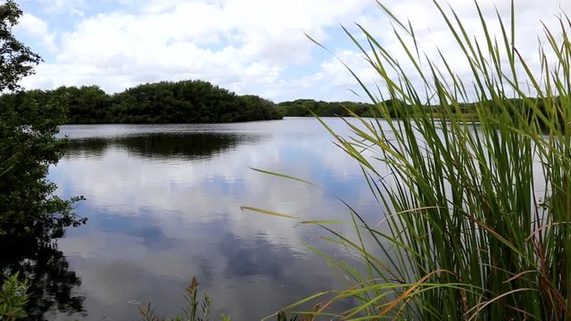 Beutiful calm lake in the everglades park in florida recorded with a canon 6d in 2016.