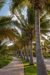 A regular street in Cancun. Street views are different in the Caribbean. Endless rows of palm trees make their own music when the wind blows.