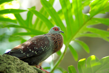 Speckled Pigeon (Columba Guinea) with puffed up throat