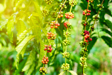 Robusta coffee farm and plantation on the south mountain of Thailand.