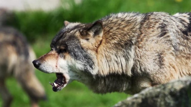 Wolf pack on the watch.