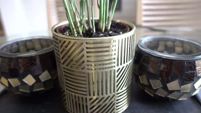 3 pots with a plant in the centre