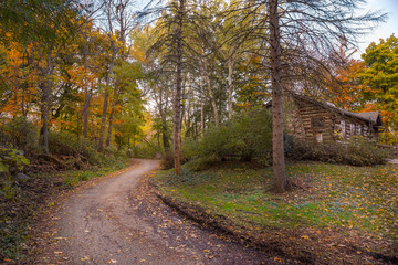 Forest trail in a park