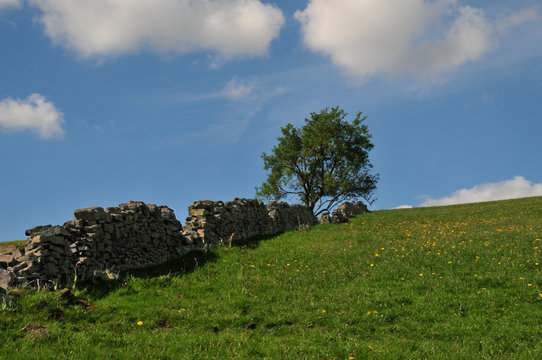 a beautiful pastoral country scene with a sunlit bright green hillside meadow with old ruined stone wall running up a hill with a solitary tree at the top of a spring green field with blue cloudy sky