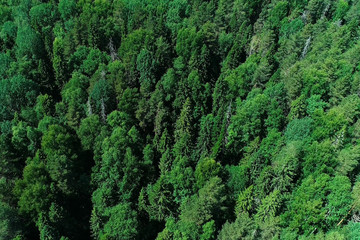 Aerial top view of beautiful forest and trees.