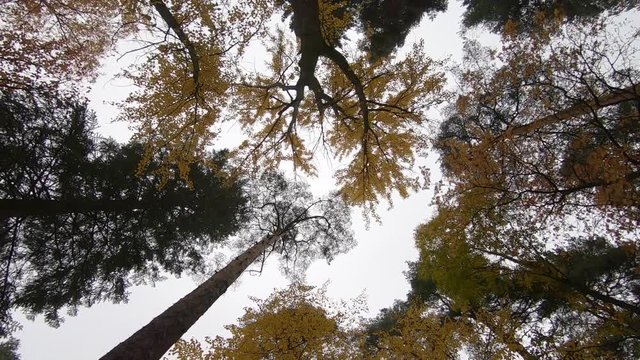 Looking up on tree tops spinning in slow motion.