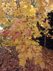 maple leaves in autumn