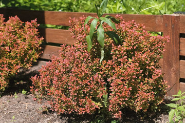 Red, green, yellow, bushes at the fence in the Park.