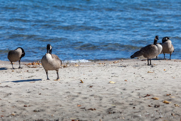 Hamilton, CANADA - October 16, 2018: geese enjoy the last days of colorful sunny autumn along Lake Ontario