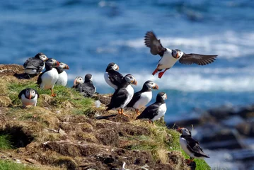 Foto auf Acrylglas Papageientaucher Puffins Preparing Nests For Young in Early Summer