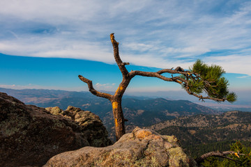Wind Blown Tree at Lost Gulch Overlook Boulder CO
