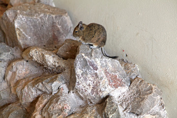Mongolian Gerbil