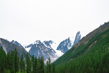 Snowy mountain top behind hill with forest under cloudy sky. Rocky ridge in overcast weather. White snow on glacier. Atmospheric landscape of majestic nature.