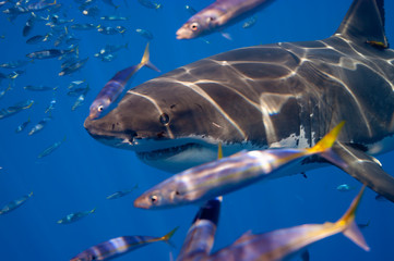 Naklejka premium Great White Sharks of Guadalupe.
