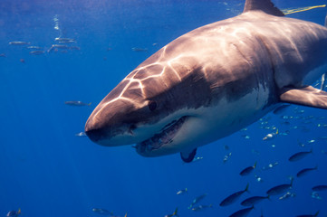 Great Whit Shark