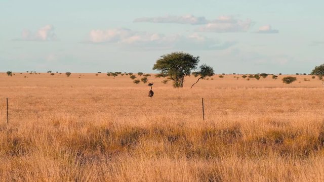 Emu at outback Australia