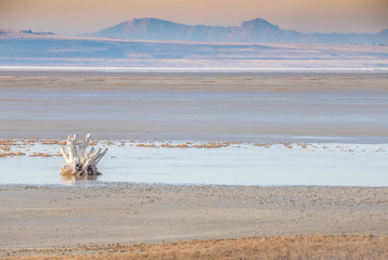 Bleached tree roots in lake with mountains 