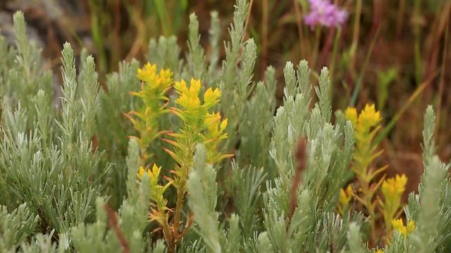 Sagebrush with Yellow Seedum Plant Blowing in Breeze