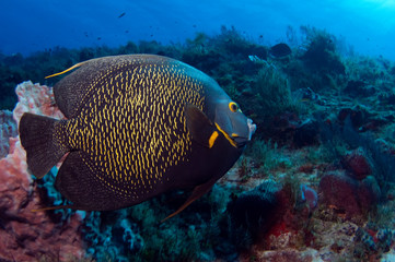 Naklejka na ściany i meble French Angel Fish