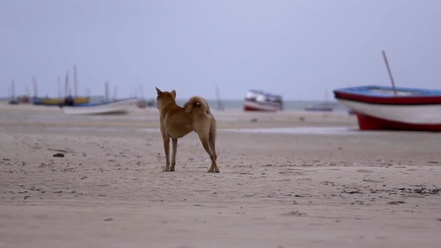 Stray Dog on a Beach in Vilankulos, Mozambique