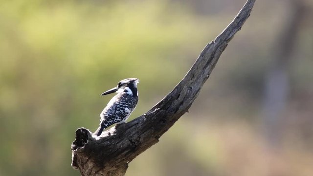 Footage of a Pied kingfisher looking for fish being perched on a dead tree in a natural lake in South Africa