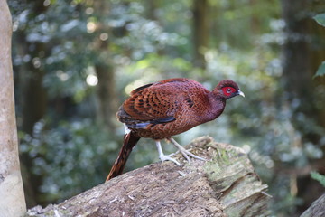 Copper Pheasant (Syrmaticus soemmerringii  ijimae) male in South Kyushu, Japan