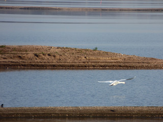 Łabędz lecący nad wodą. © Jerzy