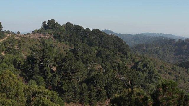 Rising over Large Eucalyptus trees in Berkeley hills aerial Northern California