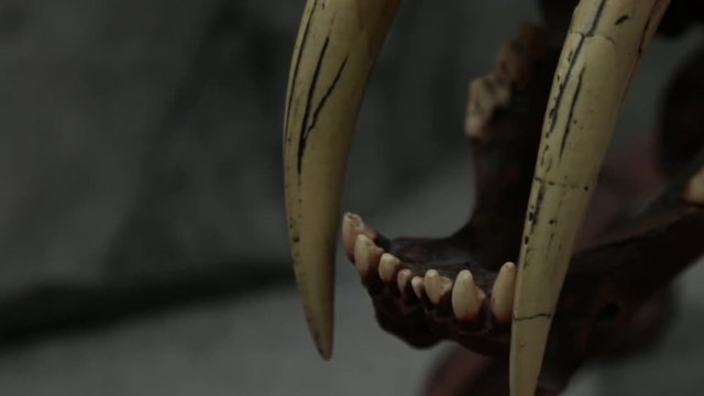 A Replica of A Saber Toothed Tiger Skeleton Fossilized
