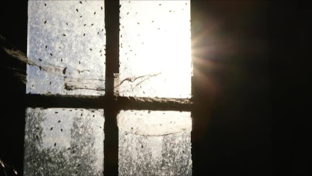 Sun shining through an old window filled with crawling flies and spiderwebs