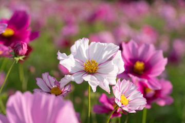 Obraz premium 秋空とコスモス