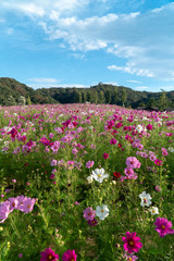 秋空とコスモス