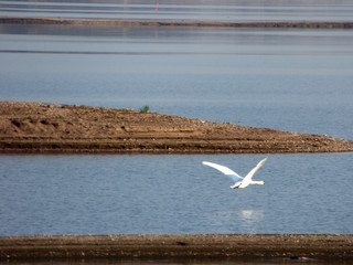 Piękny duży łabędz w locie. © Jerzy